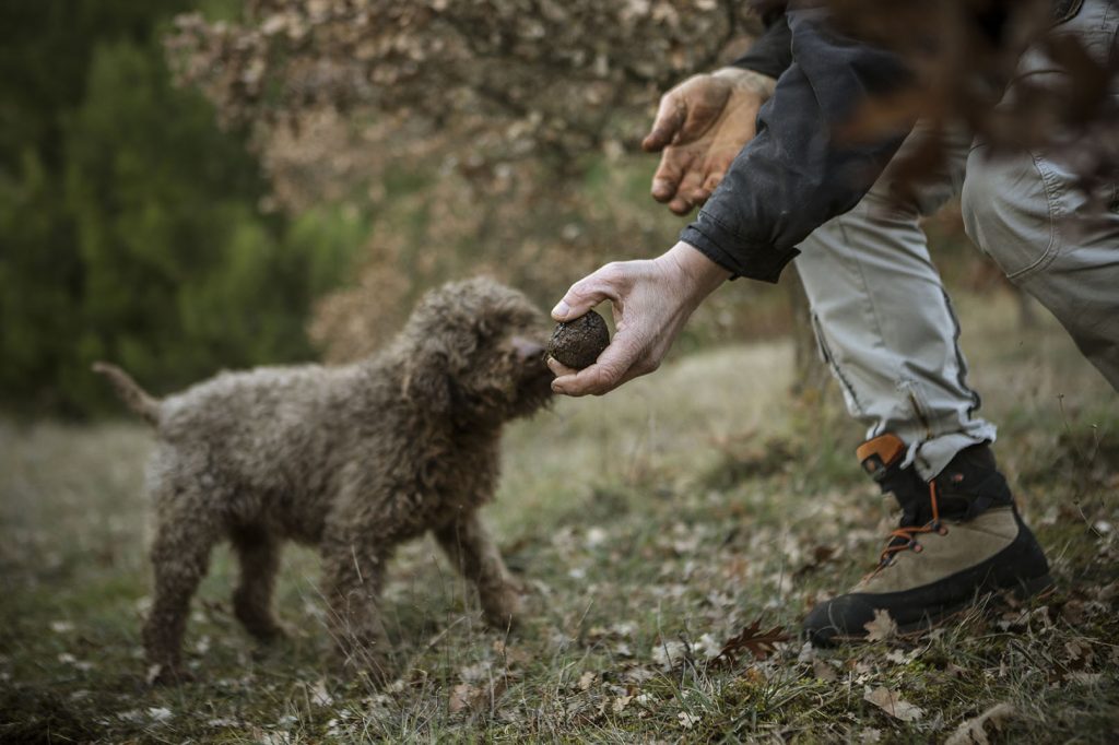 News dal mondo del tartufo