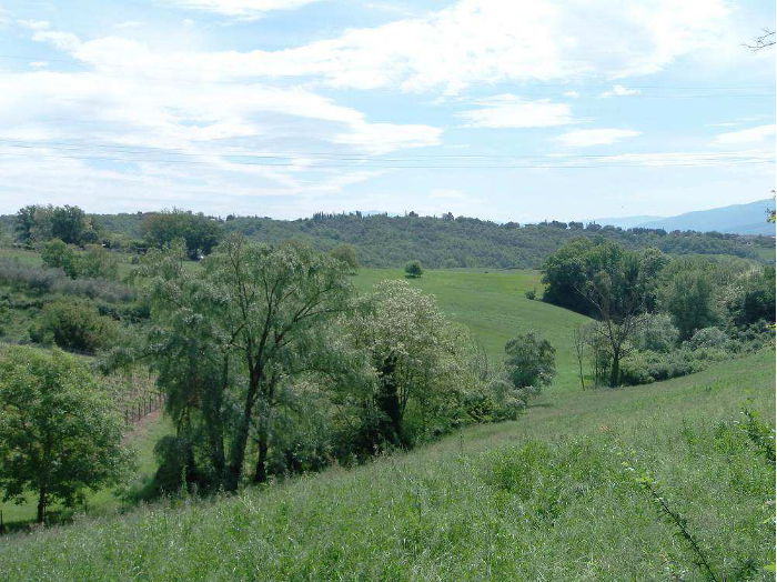 La tutela del Tuber magnatum, questa sconosciuta