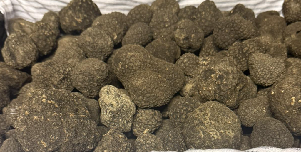 Dal bosco alla tavola, il tartufo entra nelle Piccole Produzioni Locali del Veneto
