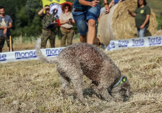 Grande successo a Rieti per il 1° Trofeo del Reatino: oltre 90 cani da tartufo in gara