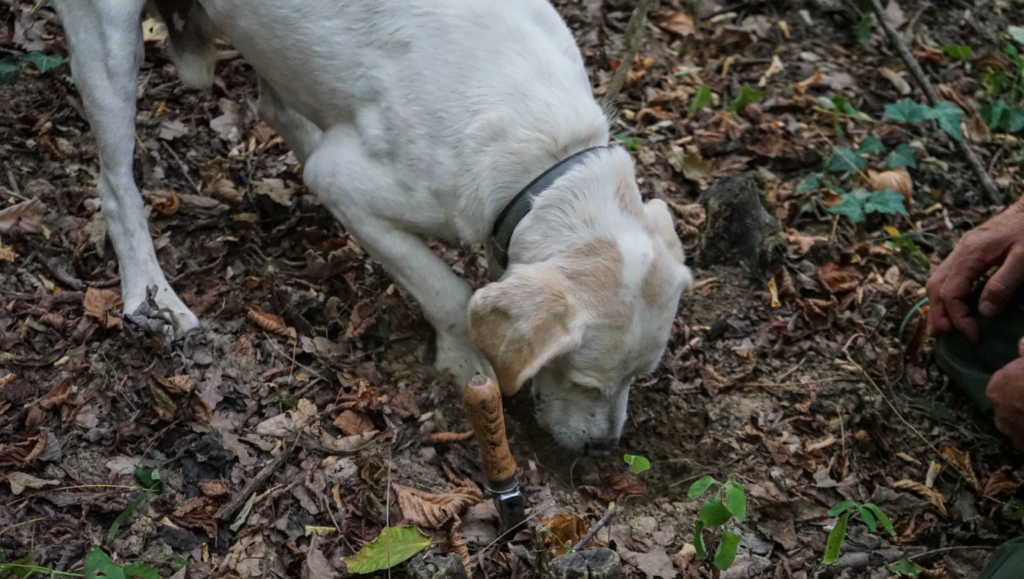 Allarme in Basilicata: avvelenamenti di cani da tartufo, cresce la tensione tra i cercatori