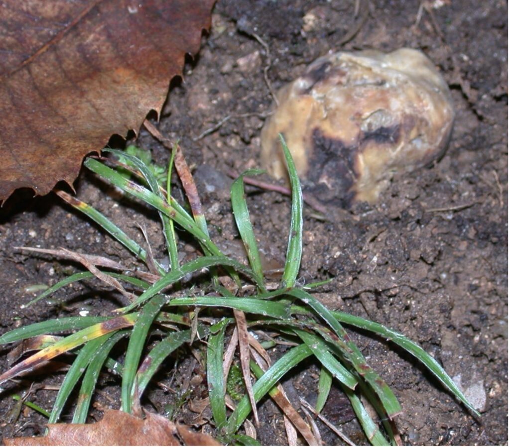 Risultati del progetto nazionale: Interazioni fra il tartufo bianco Tuber magnatum il microbioma del suolo e le piante”