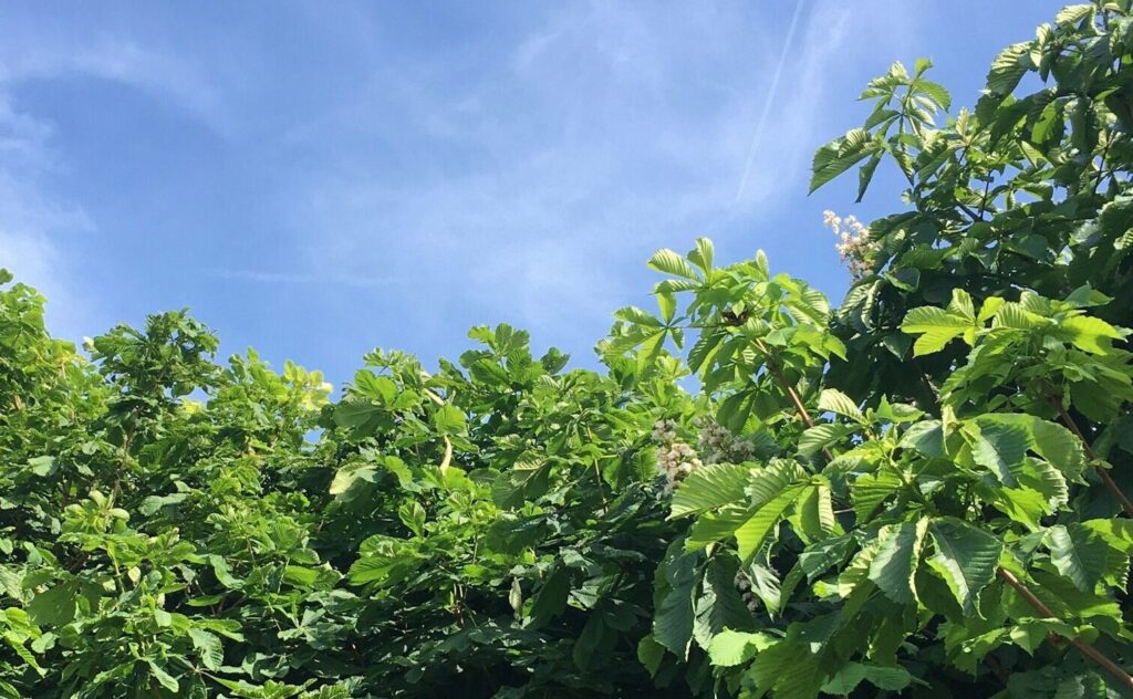 Tartufi e autostrade: la sfida dell’associazione Riminese per unire ambiente ed economia locale