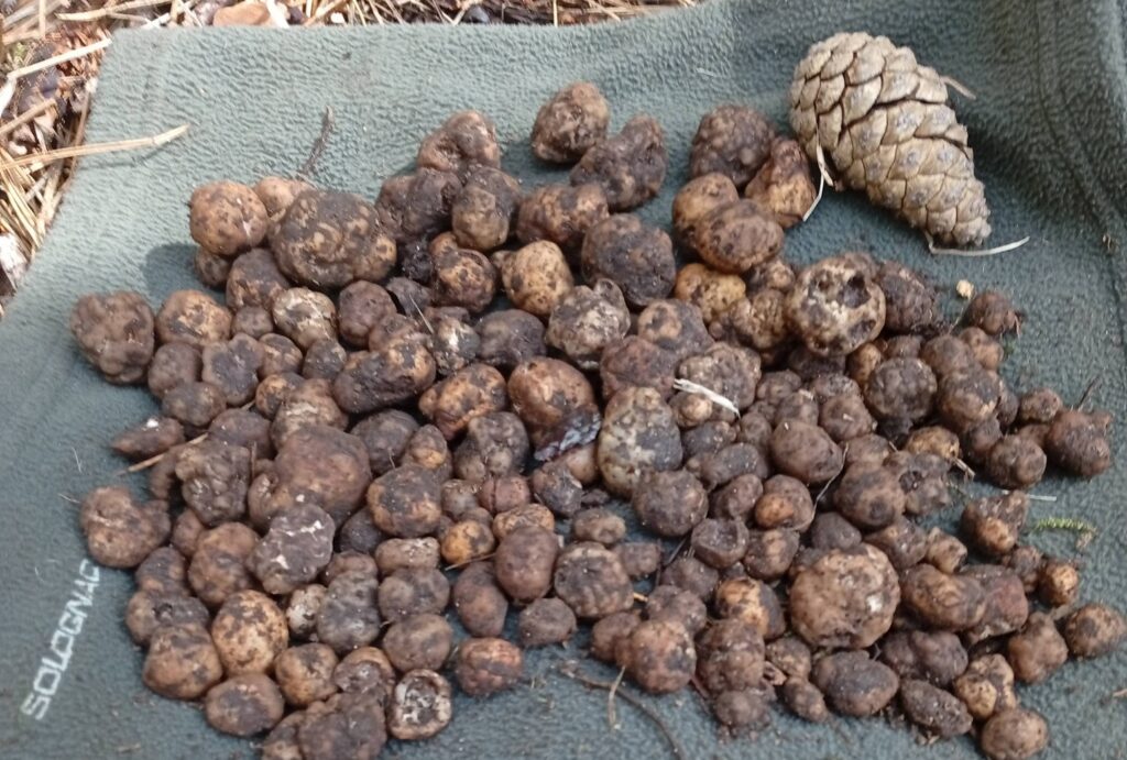 Dal “passaparola” ai social: la rivoluzione digitale del mercato del tartufo